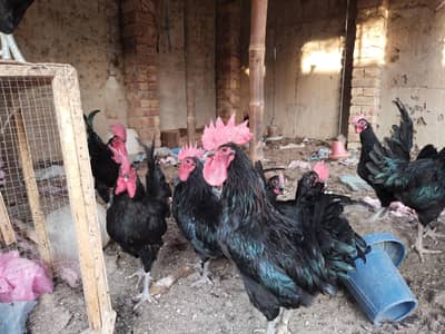 Black Austorlop Fertile Eggs