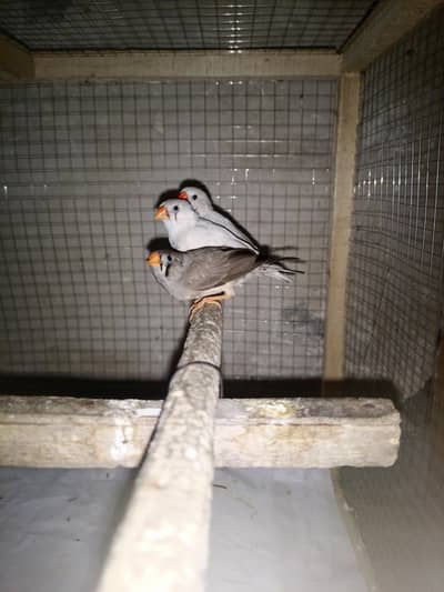 Finches breeder pair