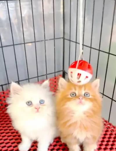 Persian female kitten for sale 03202367705 Whatsapp number