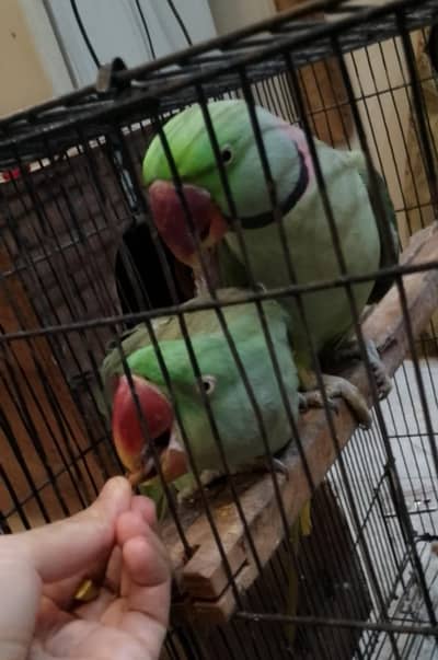 raw parrots