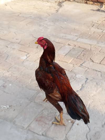 haseel bard ha Pela most favorite Pela murgo