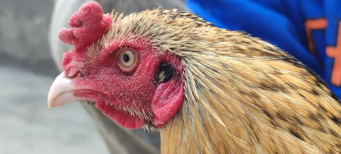 Aseel pairi sale in lahore