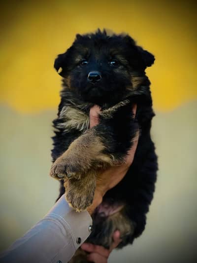 German Shepherd puppies