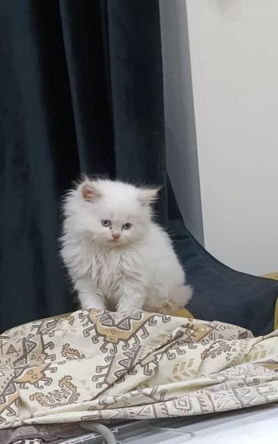 Super quality kittens for sale