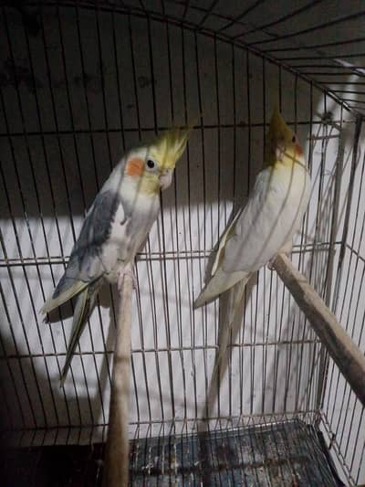 beautiful pair with red eyes