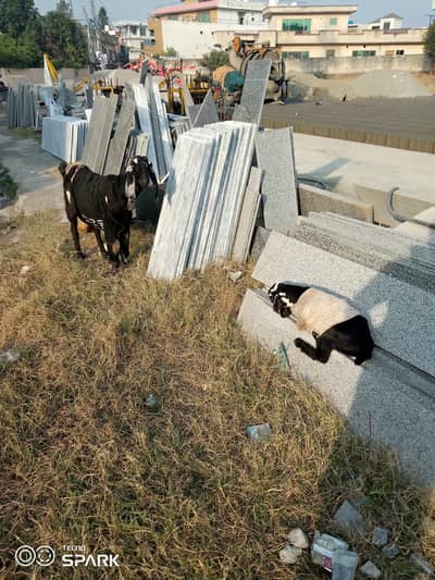 Healthy Goat with 3 Kids (2 Male, 1 Female)