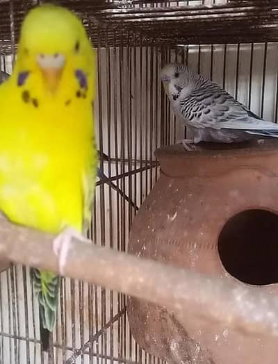 tcb required yellow colour