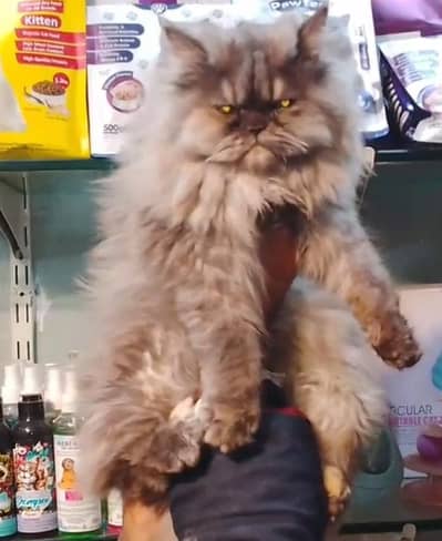 xpuch face female  03056447369