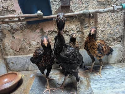 aseel hens for sale ,healthy hens aseel