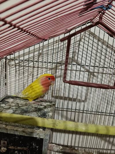 Latino Red Eye Lovebird with Cage