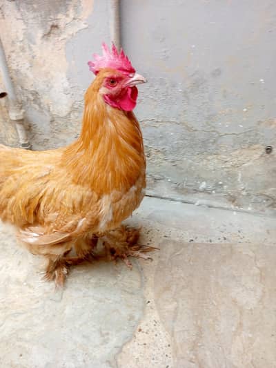 Golden Buff male for sale