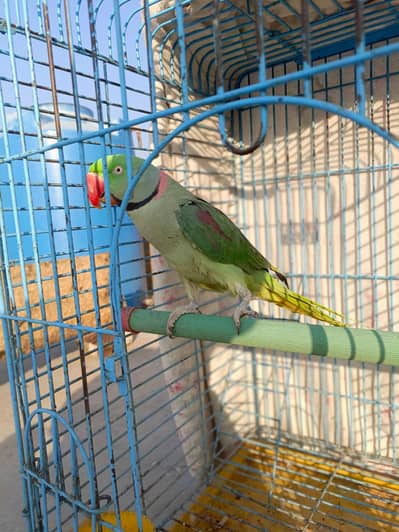 Male Raw Parrot & cage