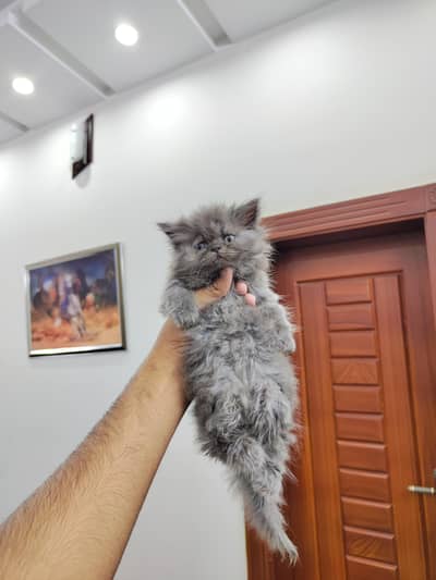 kitten looking for new family