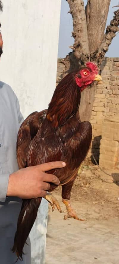 Whatsapp 03145501013 aseel murgha