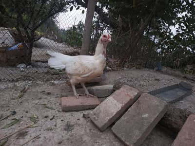 aseel females for sale