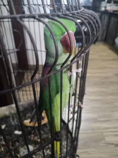 healthy hai Kashmiri big tail