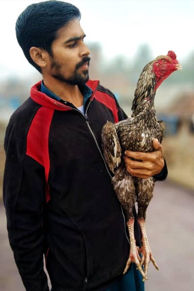 For sale location Lahore age 15 month