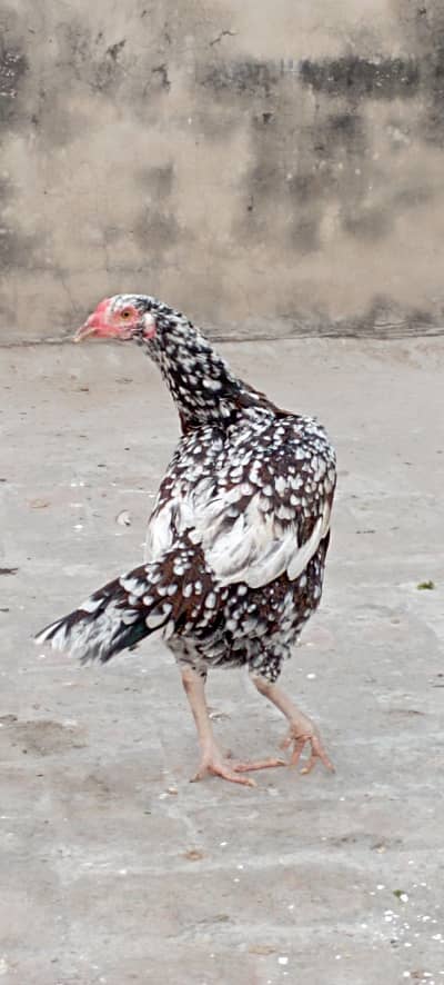 aseel hen sale