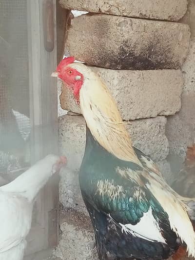 ASEEL AND LOHMAN FINAL PRICE