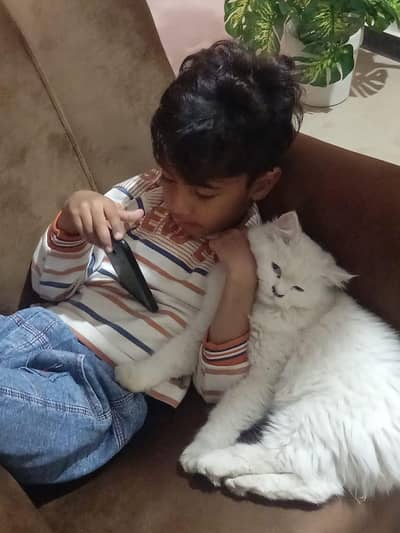 persion cat pair 6month