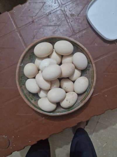 aseel muska or java ka eggs available ha