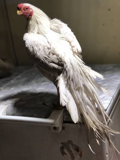 Indian parrot beak male for sale good comb and long tail