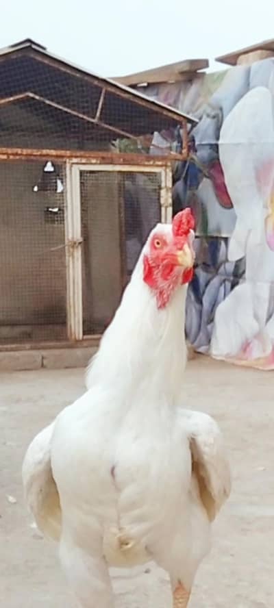 High Quality Heera available. . .