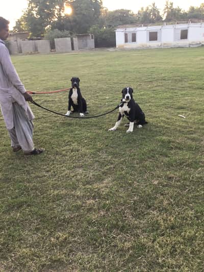 Pedigree Alabai female puppy