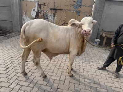 Gulabi bull