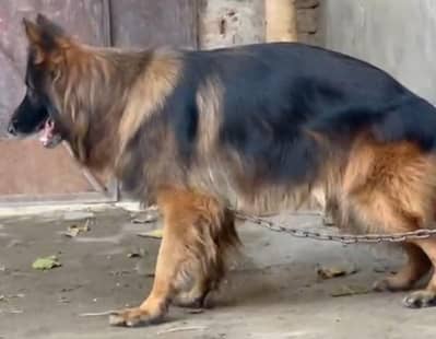 German shepherd long coat male