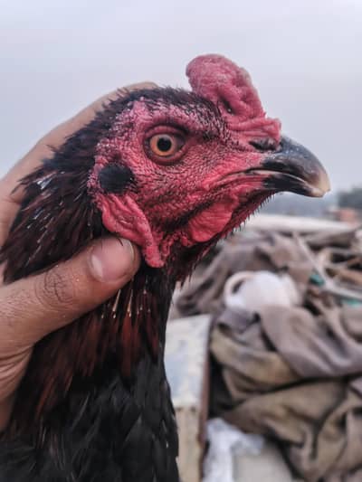 Thai  Viet pokoye murga