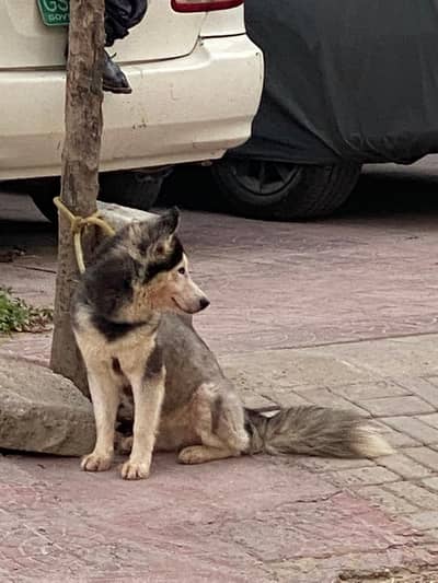 siberian Husky Female