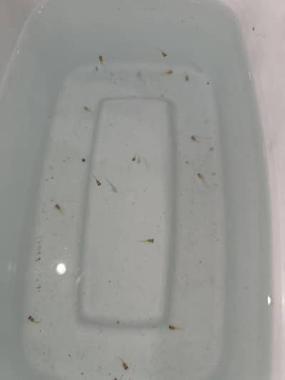 Dozen fries of imported guppy