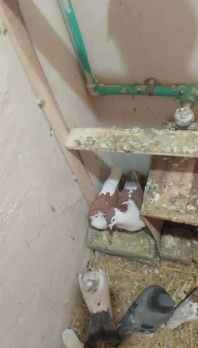 black mukhi fancy pigeon