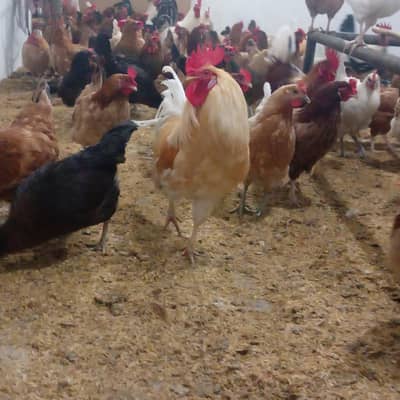 desi hens for sell