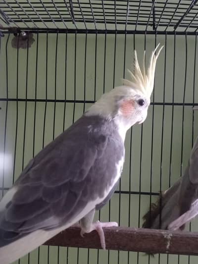 yellow face cocktail