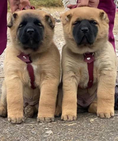 Turkish Kangal dog pair 2 month for sale security dog - Dogs - 1109741601