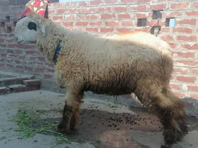 pure mundra gulabi. khera kid