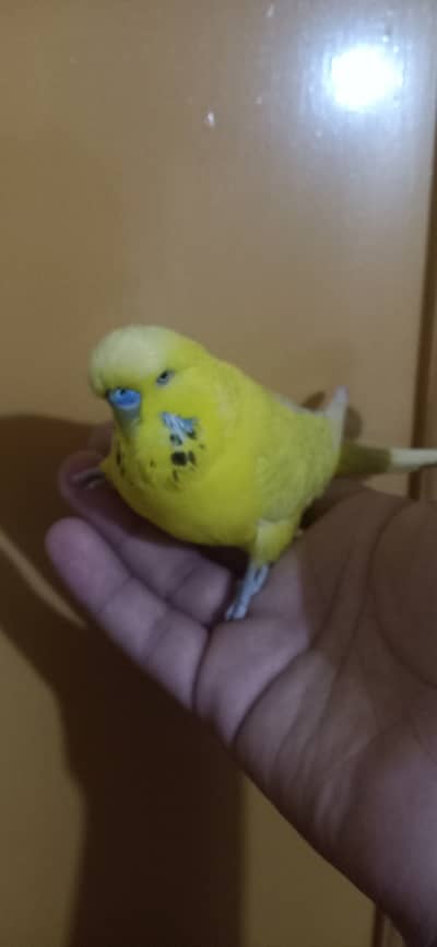 YELLOW KING SIZE EXHIBITION MALE