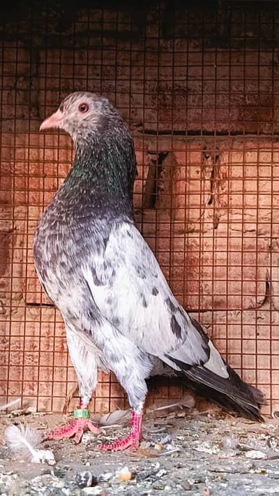 Golden sialkoti cross