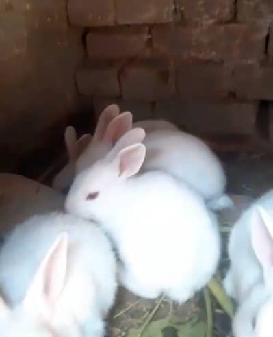 Red eye Rabbit pair 1200