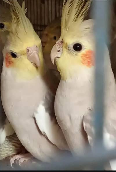 beautiful cocktail pair for sale