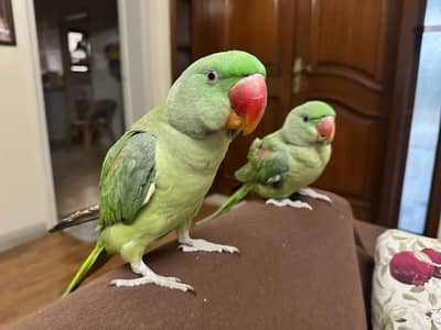 Talking hand tamed Raw Parrot
