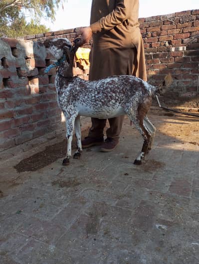 dogli  bakri for sale