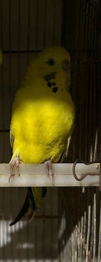 TCB Undersize female