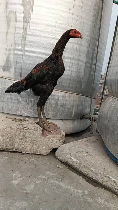 pure Thai* + Vietnam