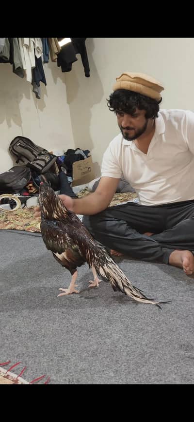 Mianwali/Aseel/Long taill/