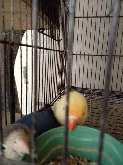 Love birds for sale antique Color