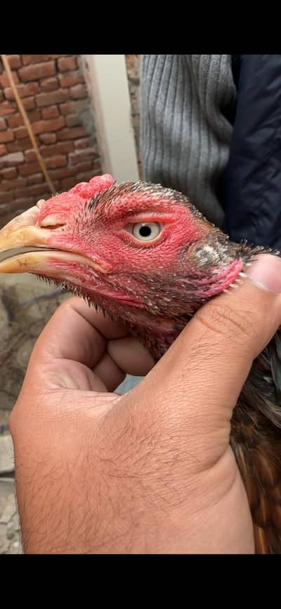 Aseel old blood line