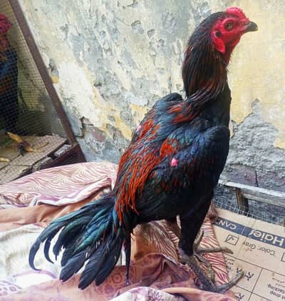 Thai trat hint burmi